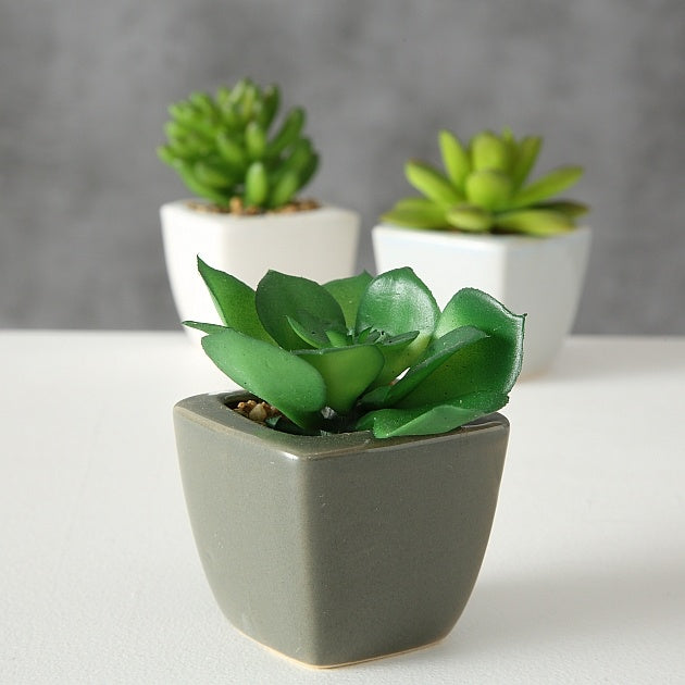 Three unique artificial succulents in modern ceramic pots, perfect for individual style and favorite home decor pieces. - Kunststukkulente im Topf, 3er